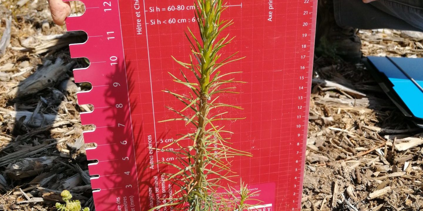 premiere-campagne-arboretum-trees-for-future Projet Arboretums : Première campagne de suivi des plantations de la saison 2019/2020