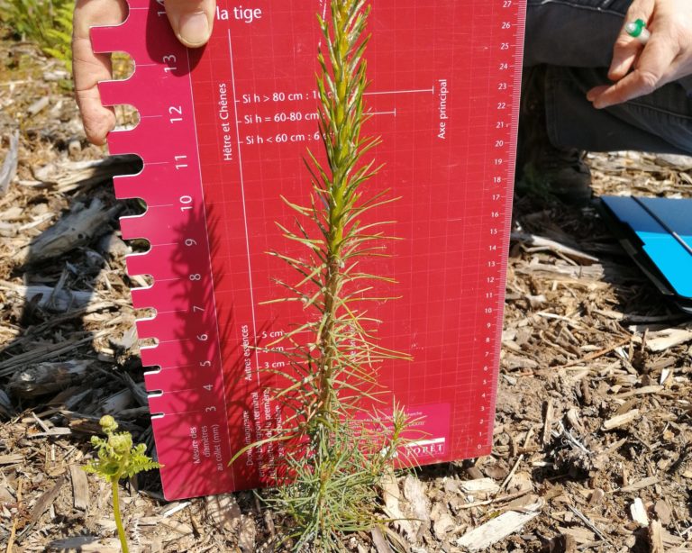 Projet Arboretums : Première campagne de suivi des plantations de la saison 2019/2020