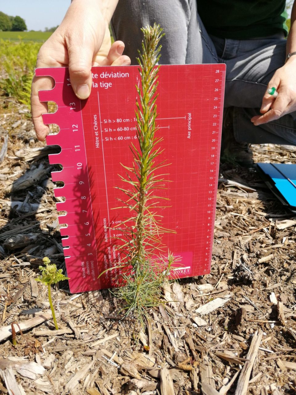 IMG_20200507_140543-scaled Projet Arboretums : Première campagne de suivi des plantations de la saison 2019/2020