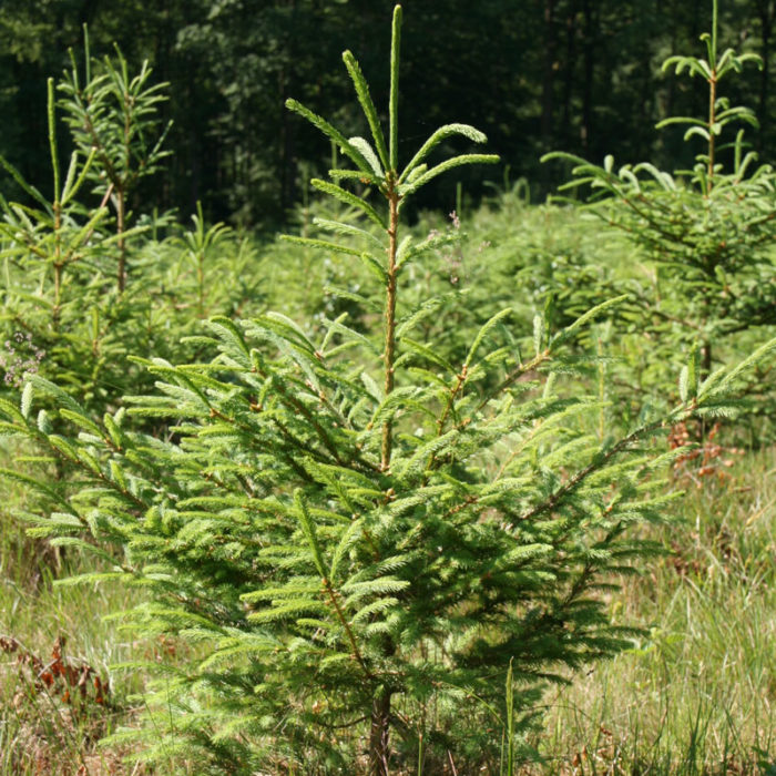 Test de résineux sur nos parcelles belges | Trees For Future