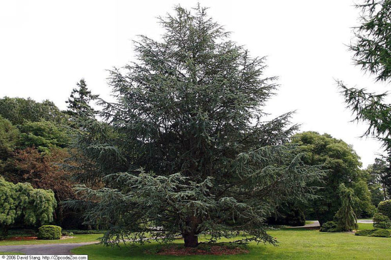 cedrus-atlantica cedrus-atlantica