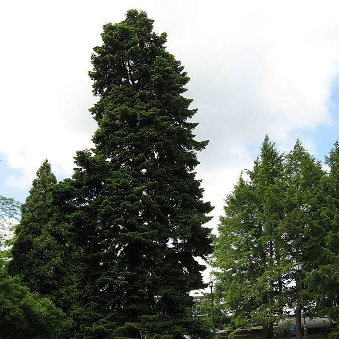 Sapin de Nordmann en test sur nos parcelles expérimentales en Belgique