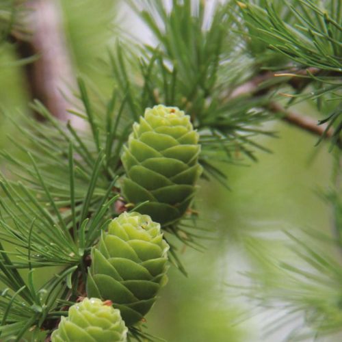 Plusieurs essences d'arbres sont testées sur nos parcelles expérimentales en Belgique