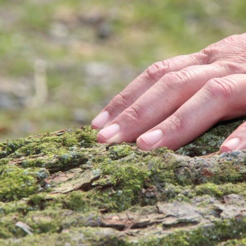 Merci à nos contributeurs sans qui le projet Trees For Future n'existerait pas