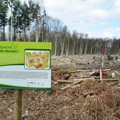 La migration assistée, une stratégie pour préparer la forêt au climat de demain