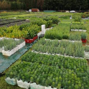 La migration assistée de provenance pour préparer les forêts de demain