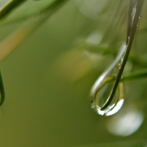 Parcelles expérimentales et placettes de test pour les essences de nos forêts belges