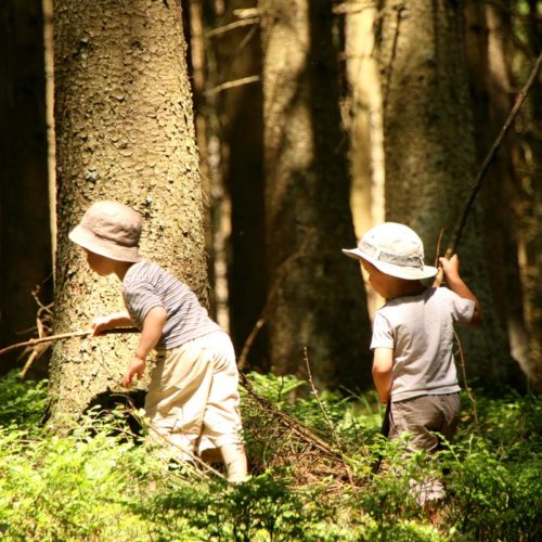 Trees For Future | Plantons aujourd'hui les forêts durables pour nos prochaines générations