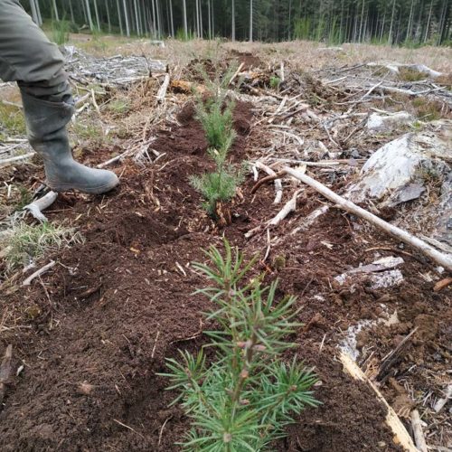 Placette test pour de nouvelles essences d'arbres pour nos forêts belges