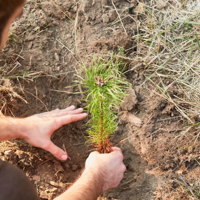 En testant les essences aujourd'hui, nous préparons les forêts de demain