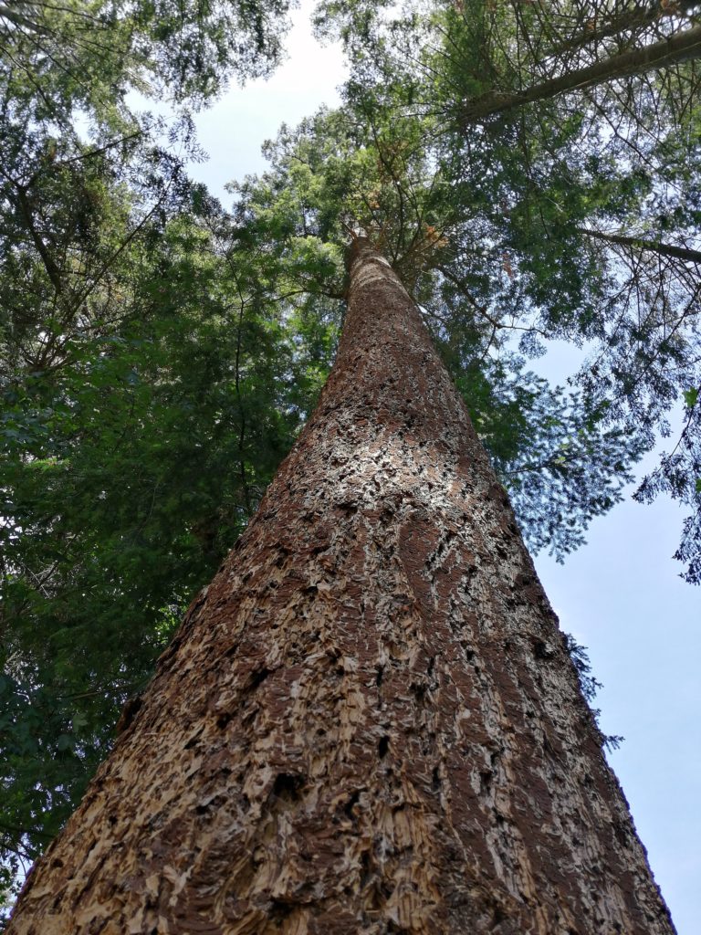 Douglas en test sur nos parcelles expérimentales pour les forêts belges