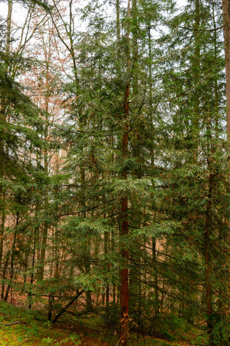 PBN_SRFB_SEQUOIA_SEMPERVIRENS (2) PBN_SRFB_SEQUOIA_SEMPERVIRENS (2)