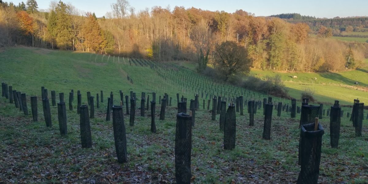 mediteraanse eiken in saint-Léger