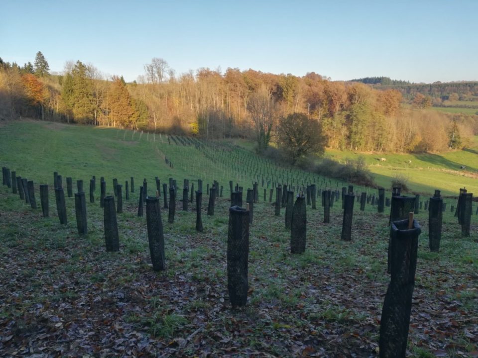 Mediterranean oaks in Saint-Léger